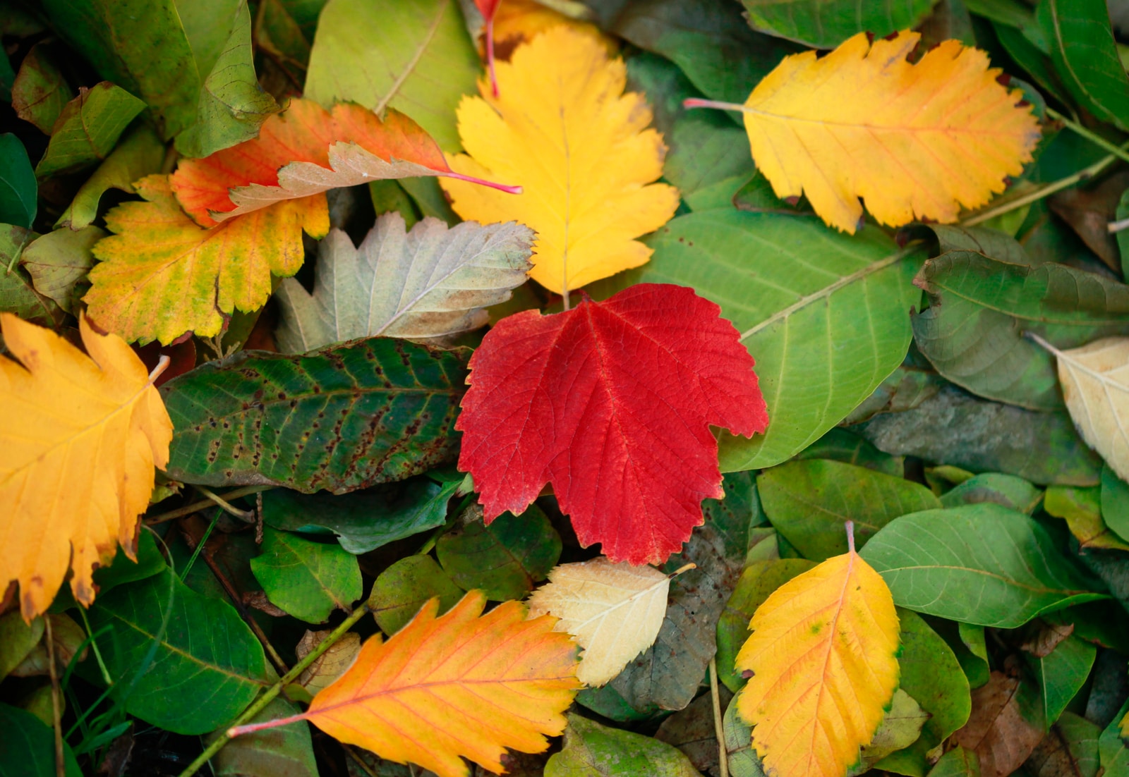 yellow, red, and green fallen leaves