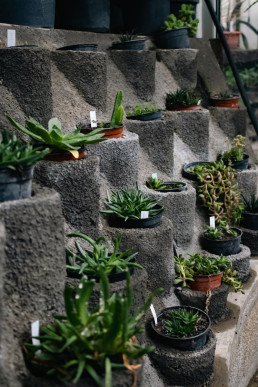 a bunch of plants that are sitting on a ledge