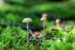white and brown mushrooms photograph
