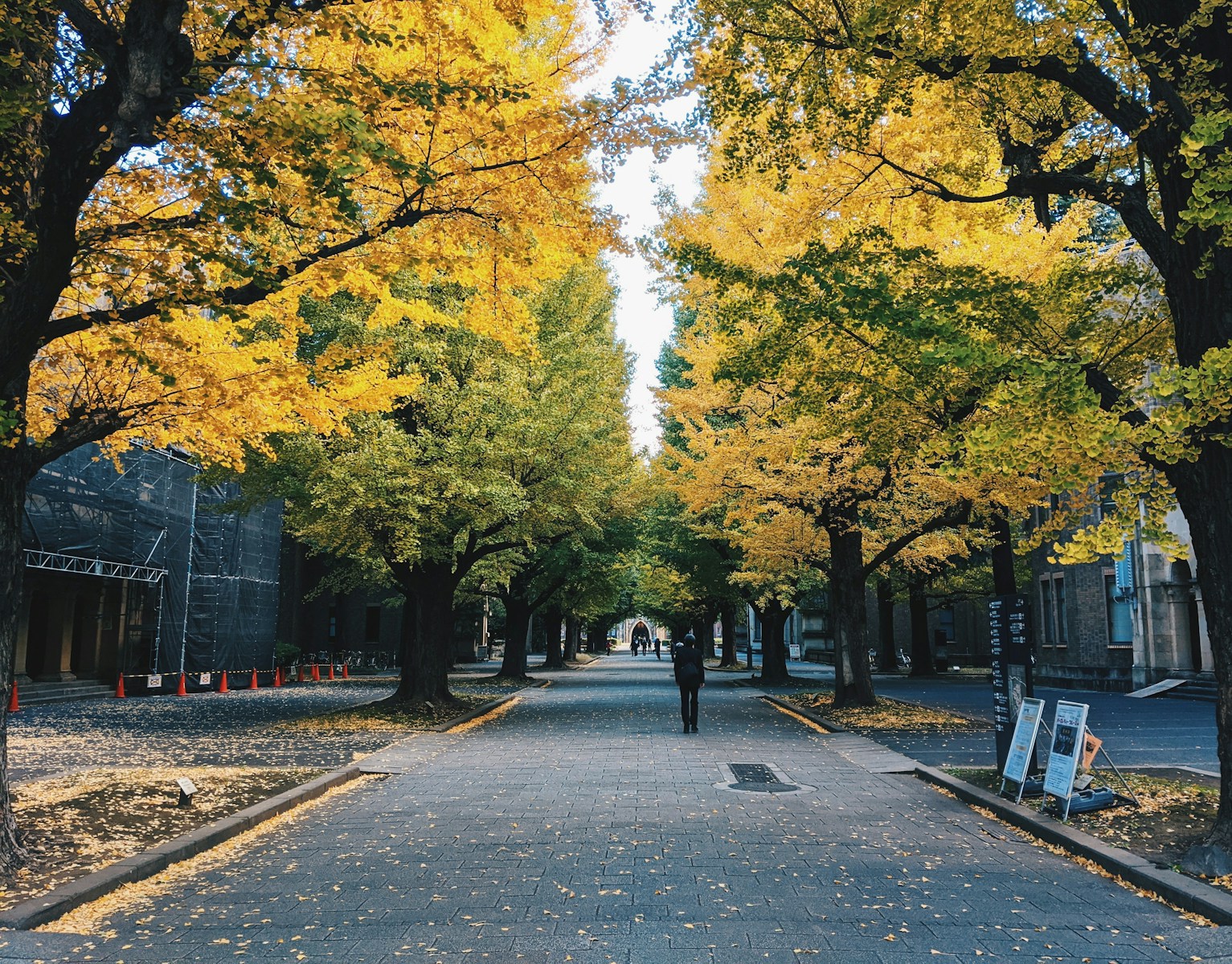 people walking on sidewalk near trees during daytime