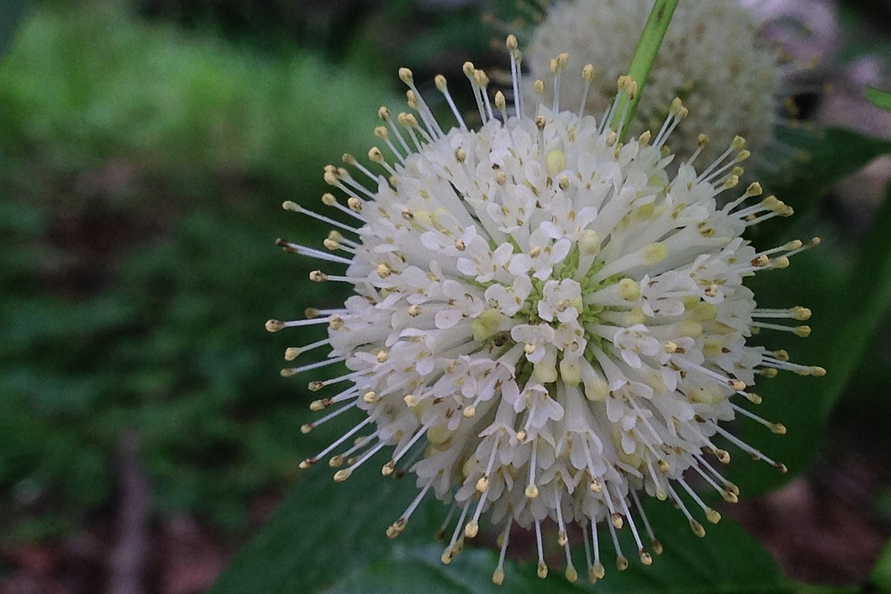 buttonbush, cephalanthus, occidentalis