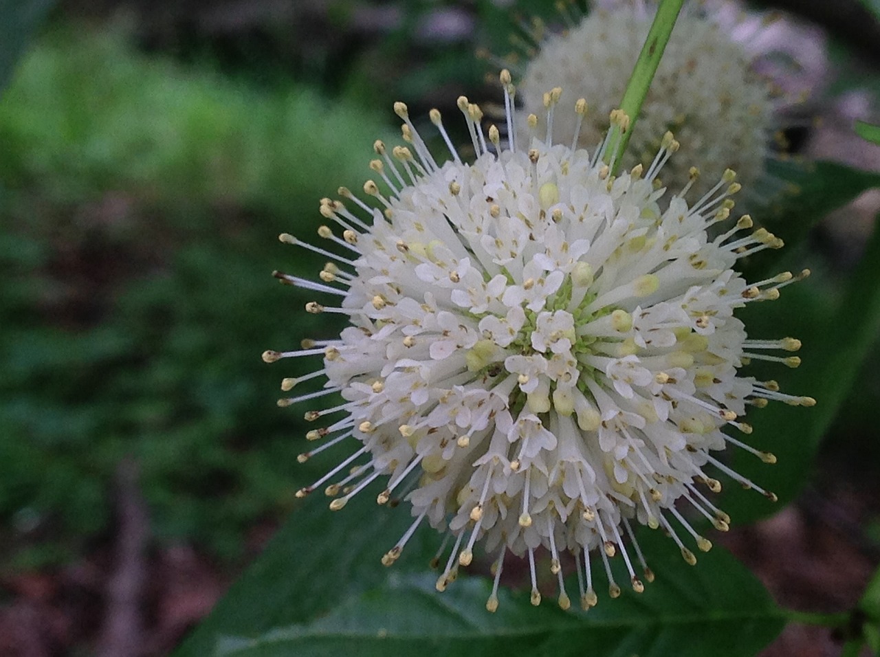 buttonbush, cephalanthus, occidentalis
