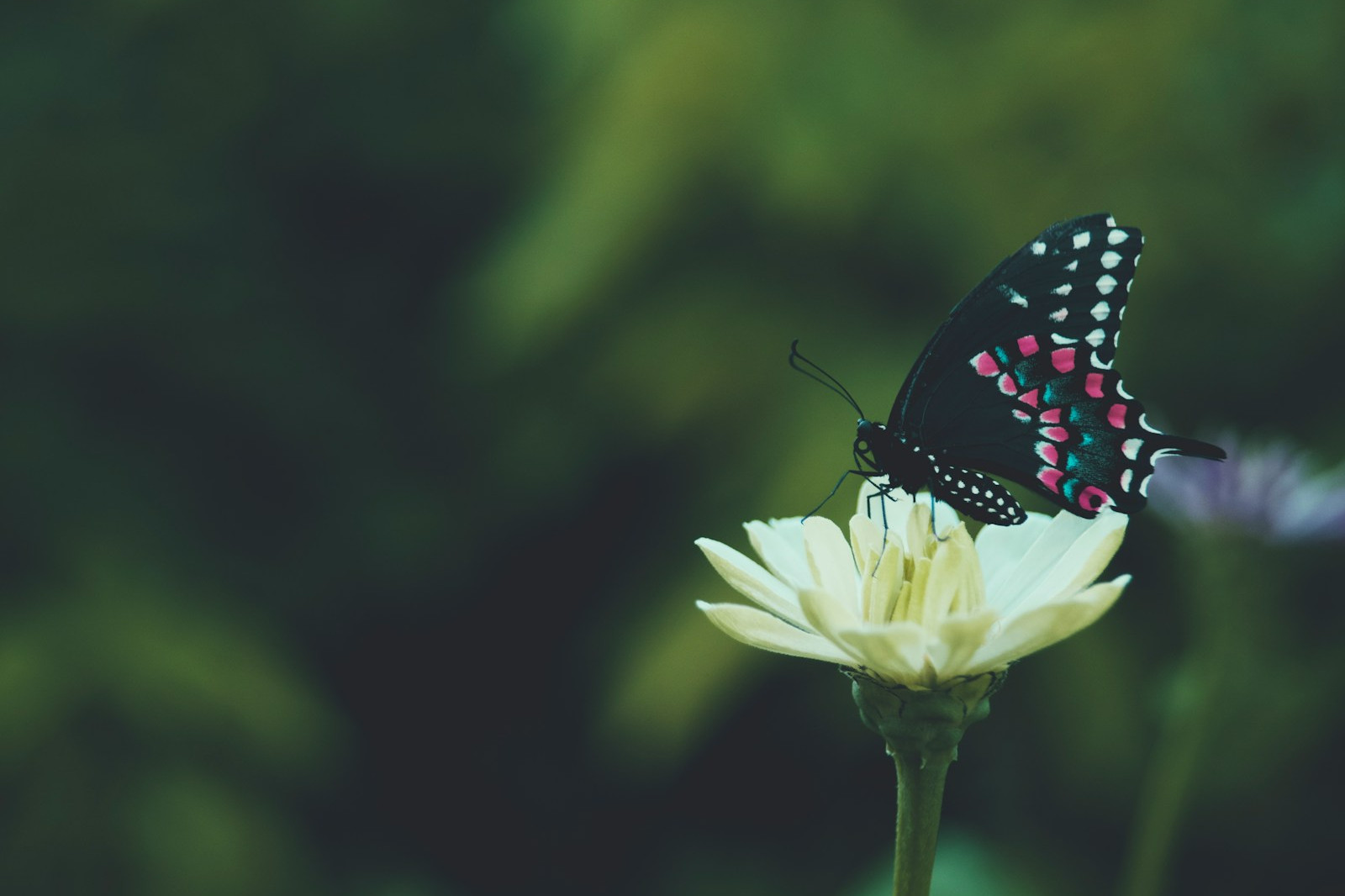 black and white butterfly perched on white flower