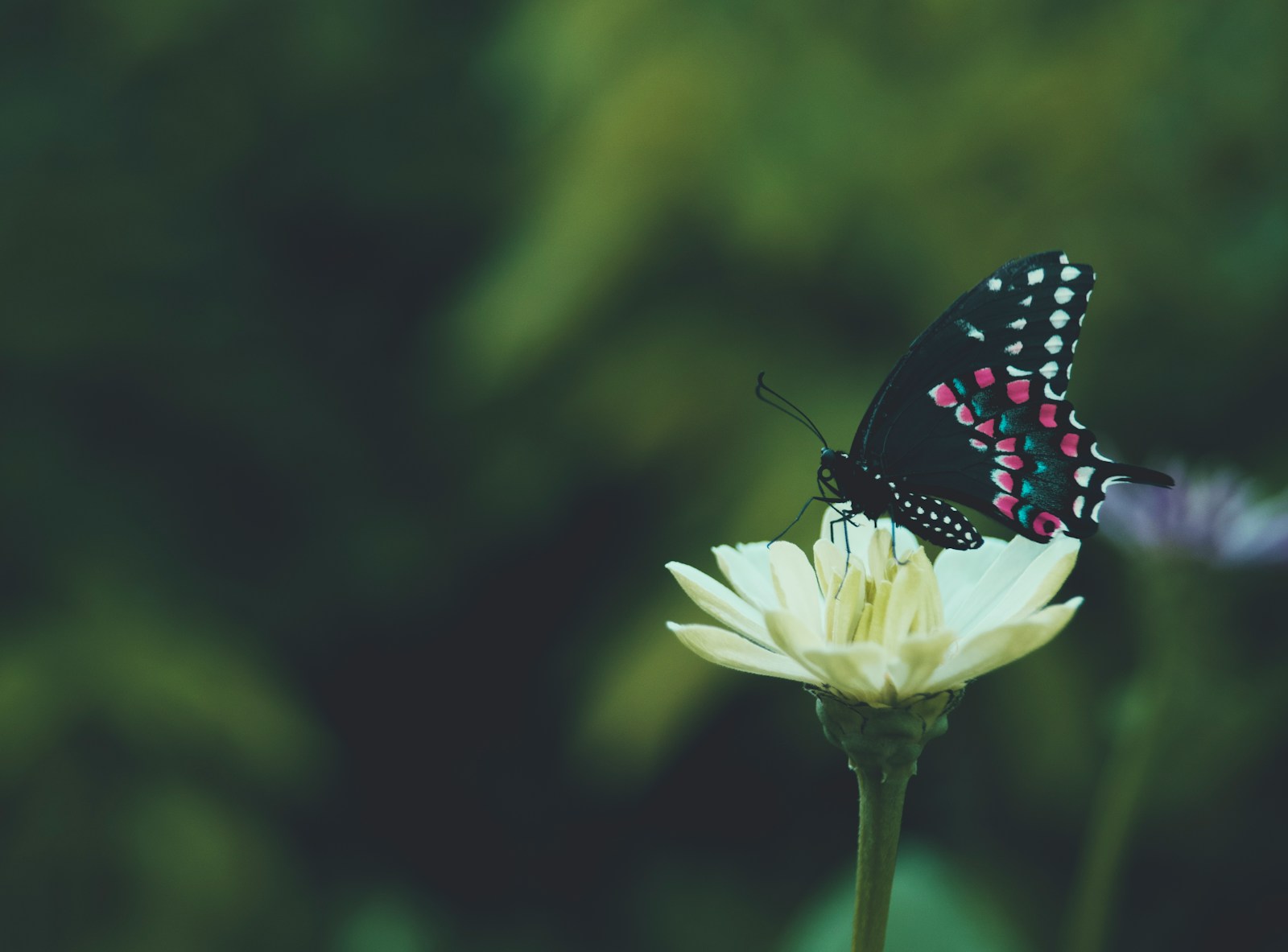 black and white butterfly perched on white flower