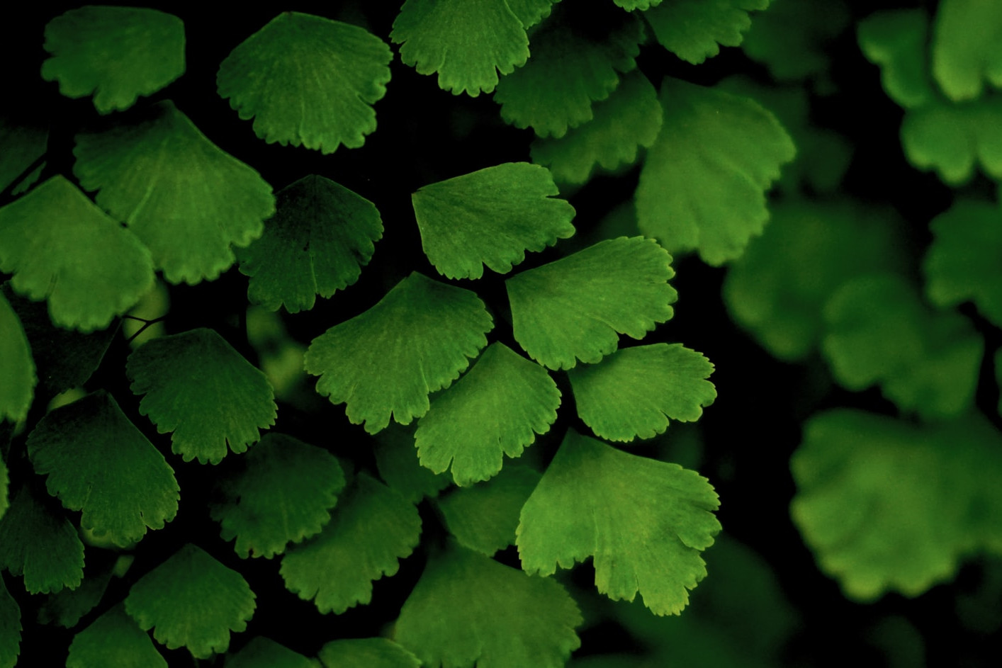 green leaves