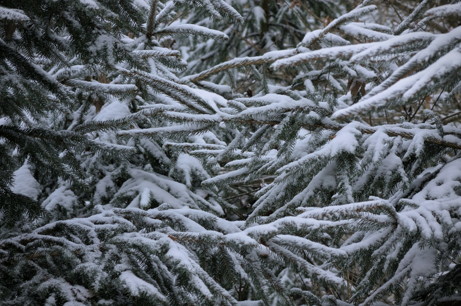 a bunch of pine trees covered in snow